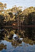 NATIVE WESTERN AUSTRALIAN EUCALYPTUS WANDOO TREES REFLECTED IN A BILLABONG OR OUTBACK WATERHOLE