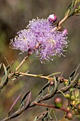 MELALEUCA RADULA IN FLOWER