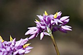 NATIVE WESTERN AUSTRALIAN PERENNIAL HERB, SOWERBAEA LAXIFLORA