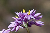 NATIVE WESTERN AUSTRALIAN PERENNIAL HERB, SOWERBAEA LAXIFLORA