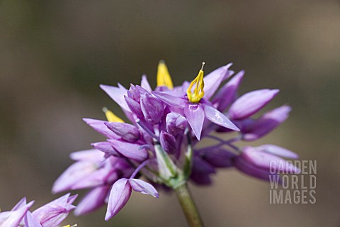 NATIVE_WESTERN_AUSTRALIAN_PERENNIAL_HERB_SOWERBAEA_LAXIFLORA