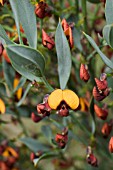 NATIVE WESTERN AUSTRALIAN DAVIESIA NUDIFLORA WILDFLOWER