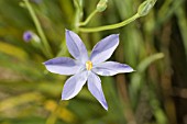 NATIVE WESTERN AUSTRALIAN HERB, ORTHROSANTHUS LAXUS