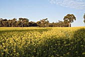 LATE AFTERNOON SUNLIGHT ACROSS AN AUSTRALIAN FIELD OF RAPE SEED, BRASSICA RAPA