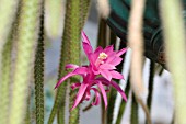 APOROCACTUS FLAGELLIFORMIS