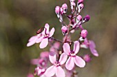 WESTERN AUSTRALIAN STYLIDIUM BRUNONIAMUM TRIGGERPLANT SHOWING ACTIVATED COLUMN