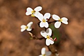 WESTERN AUSTRALIAN STYLIDIUM PILIFERUM TRIGGERPLANT FLOWER WITH ACTIVATED COLUMN