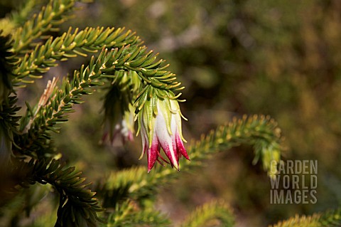 DECLARED_RARE_FLORA_DARWINIA_MEEBOLDI_NATIVE_TO_AN_ISOLATED_GEGRAPHICAL_LOCATION_IN_WESTERN_AUSTRALI