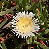 CARPOBROTUS EDULIS, A NATIVE TO SOUTH AFRICA BUT AN ENVIRONMENTAL WEED IN WESTERN AUSTRALIA