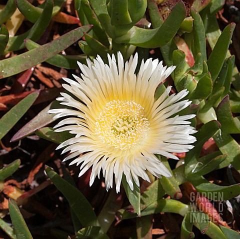 CARPOBROTUS_EDULIS_A_NATIVE_TO_SOUTH_AFRICA_BUT_AN_ENVIRONMENTAL_WEED_IN_WESTERN_AUSTRALIA