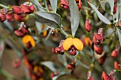 NATIVE WESTERN AUSTRALIAN DAVIESIA NUDIFLORA WILDFLOWER