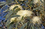 EUCALYPTUS FLOWERS