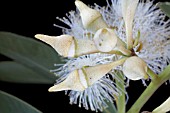 EUCALYPTUS FLOWERS ABOUT TO OPEN