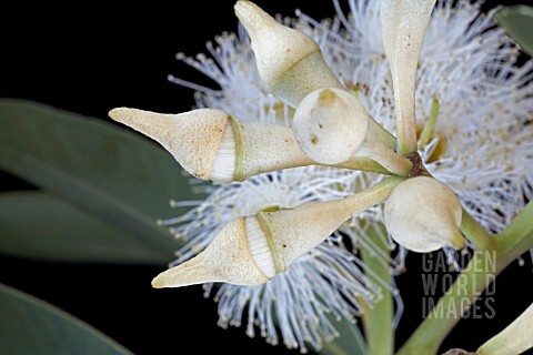 EUCALYPTUS_FLOWERS_ABOUT_TO_OPEN
