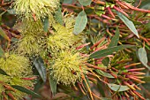 EUCALYPTUS EREMOPHILA FLOWERS AND BUDS