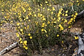 HIBBERTIA HYPERICOIDES