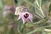 WESTERN AUSTRALIAN NATIVE GUICHENOTIA GENERA WILD FLOWER