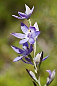 THELYMITRA MACROPHYLLA ORCHID