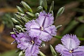 THYSANOTUS MULTIFLORUS