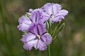 THYSANOTUS MULTIFLORUS