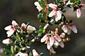 NATIVE WESTERN AUSTRALIAN CRYPTANDRA GENRE SHRUB