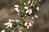 NATIVE WESTERN AUSTRALIAN CRYPTANDRA GENRE SHRUB