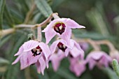 WESTERN AUSTRALIAN NATIVE GUICHENOTIA GENERA WILD FLOWER