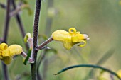 PERSOONIA SACCATA