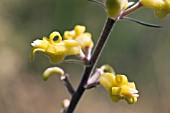 PERSOONIA SACCATA