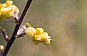 PERSOONIA SACCATA
