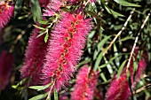 CALLISTEMON FLOWER