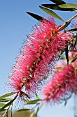 CALLISTEMON FLOWER