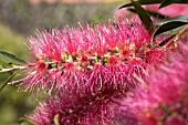 CALLISTEMON FLOWER