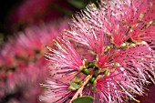 CALLISTEMON FLOWER