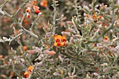 NATIVE WESTERN AUSTRALIAN JACKSONIA SERICEA - A PRIORITY FOUR THREATENED SPECIES