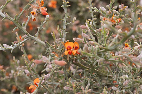 NATIVE_WESTERN_AUSTRALIAN_JACKSONIA_SERICEA__A_PRIORITY_FOUR_THREATENED_SPECIES