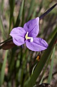 PATERSONIA OCCIDENTALIS FLOWER