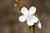 WESTERN AUSTRALIAN DROSERA GENERA WILDFLOWER. A LOCALLY CARNIVEROUS PLANT OF THE DROSERACEAE FAMILY KNOWN LOCALLY AS SUNDEWS