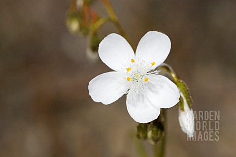 WESTERN_AUSTRALIAN_DROSERA_GENERA_WILDFLOWER_A_LOCALLY_CARNIVEROUS_PLANT_OF_THE_DROSERACEAE_FAMILY_K