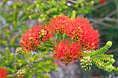 NATIVE WESTERN AUSTRALIAN BEAUFORTIA SQUARROSA