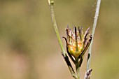 FLOWER OF THE NATIVE WESTERN AUSTRALIAN PERENNIAL BULB PLANT, HAEMODORUM SPICATUM