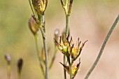 FLOWERS OF THE NATIVE WESTERN AUSTRALIAN PERENNIAL HERB, HAEMODORUM SPICATUM