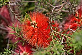 MELALEUCA LATERITIA