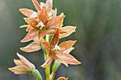 THELYMITRA FUSCOLUTEA