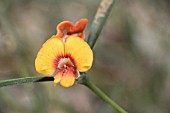 SINGLE PEA FLOWER OF THE NATIVE WESTERN AUSTRALIAN PLANT, OXYLOBIUM ANDREWS. FORMERLY CLASSIFIED AS OXYLOBIUM CAPITATUM AND KNOWN LOCALLY AS BACON AND EGGS