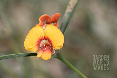 SINGLE_PEA_FLOWER_OF_THE_NATIVE_WESTERN_AUSTRALIAN_PLANT_OXYLOBIUM_ANDREWS_FORMERLY_CLASSIFIED_AS_OX