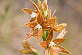 THELYMITRA FUSCOLUTEA