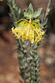 NATIVE WESTERN AUSTRALIAN PIMELEA SUAVEOLENS