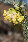 NATIVE WESTERN AUSTRALIAN PIMELEA SUAVEOLENS