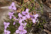 THYSANOTUS MANGLESIANUS